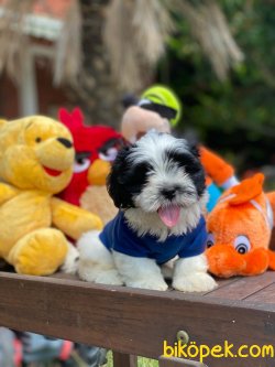 BEBEK SURAT SHIH-TZU YAVRULARIMIZ 1