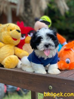 BEBEK SURAT SHIH-TZU YAVRULARIMIZ 2