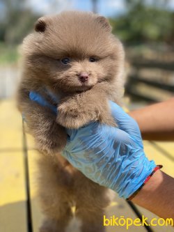 BEBEK SURAT TEDDY BOO YAVRULAR 3