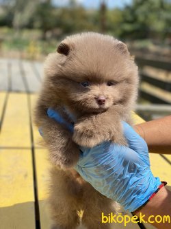 BEBEK SURAT TEDDY BOO YAVRULAR 2