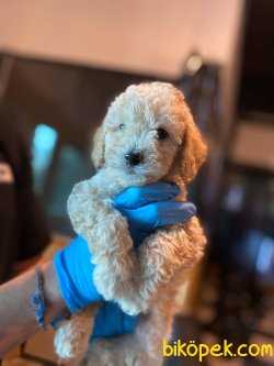 BEBEK SURAT TOY POODLE YAVRULAR 3