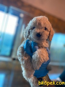 BEBEK SURAT TOY POODLE YAVRULAR 1