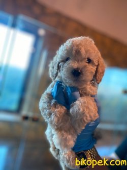 BEBEK SURAT TOY POODLE YAVRULAR 2