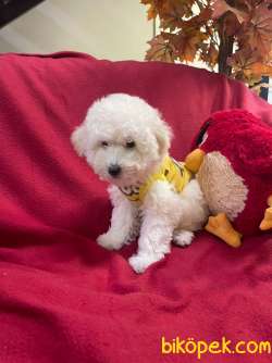 BEBEK SURAT TOY POODLE YAVRULAR 3