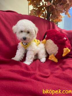 BEBEK SURAT TOY POODLE YAVRULAR 2