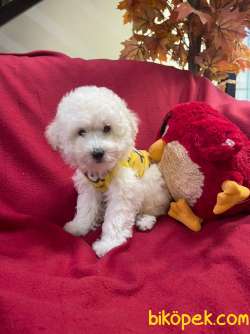 BEBEK SURAT TOY POODLE YAVRULAR 1