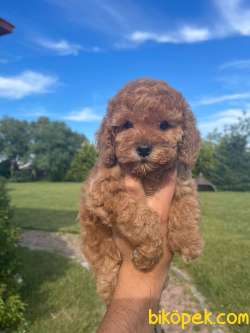 Bebek Surat Toy Poodle Yavrular 1