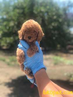 BEBEK SURAT TOY POODLE YAVRULAR 2