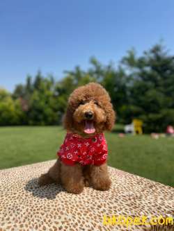 Bebek Surat Toy Poodle Yavrular 1