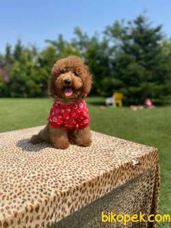 Bebek Surat Toy Poodle Yavrular 3