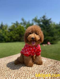 Bebek Surat Toy Poodle Yavrular 2