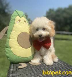 BEBEK SURAT TOY POODLE YAVRULAR 1