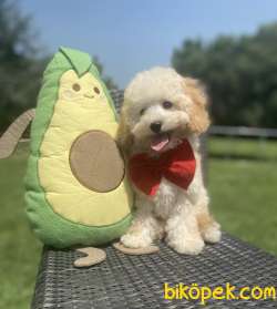 BEBEK SURAT TOY POODLE YAVRULAR 3