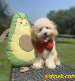 BEBEK SURAT TOY POODLE YAVRULAR 2