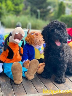 BEBEK SURAT TOY POODLE YAVRULAR WC EĞİTİMLİ 1