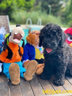 BEBEK SURAT TOY POODLE YAVRULAR WC EĞİTİMLİ 3