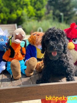 BEBEK SURAT TOY POODLE YAVRULAR WC EĞİTİMLİ 2