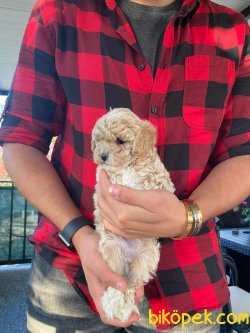 Satılık Bebek Surat Toy Poodle Yavrular Wc Eği̇ti̇mli̇ 2