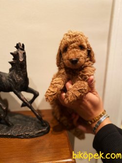 Satılık Bebek Surat Toy Poodle 2