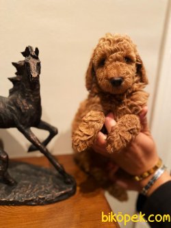 Satılık Bebek Surat Toy Poodle 1