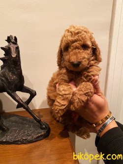 Satılık Bebek Surat Toy Poodle 3