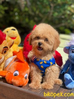 BEBEK SURAT TOY POODLE YAVRULAR WC EĞİTİMLİ 3