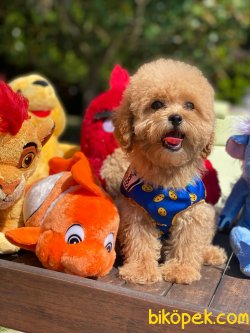 BEBEK SURAT TOY POODLE YAVRULAR WC EĞİTİMLİ 1