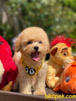 Ücretli Bebek Surat Toy Poodle Yavrular Wc Eği̇ti̇mli̇ 2