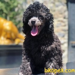 BEBEK SURAT TOY POODLE YAVRULAR WC EĞİTİMLİ 2