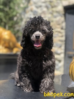 BEBEK SURAT TOY POODLE YAVRULAR WC EĞİTİMLİ 3