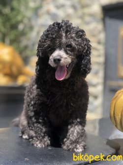 BEBEK SURAT TOY POODLE YAVRULAR WC EĞİTİMLİ 1
