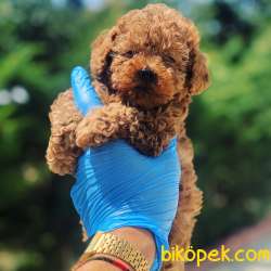 Satılık Bebek Surat Toy Poodle Yavrular Wc Eği̇ti̇mli̇ 3
