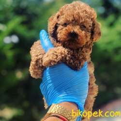 Satılık Bebek Surat Toy Poodle Yavrular Wc Eği̇ti̇mli̇ 2