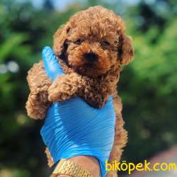 Satılık Bebek Surat Toy Poodle Yavrular Wc Eği̇ti̇mli̇ 1
