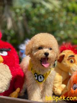 BEBEK SURAT TOY POODLE YAVRULAR WC EĞİTİMLİ 2