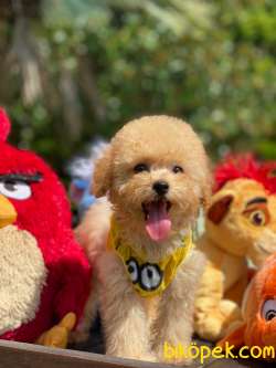 BEBEK SURAT TOY POODLE YAVRULAR WC EĞİTİMLİ 1