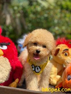 BEBEK SURAT TOY POODLE YAVRULAR WC EĞİTİMLİ 3