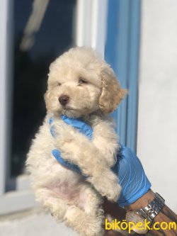 BEBEK SURAT TOY POODLE YAVRULARIMIZ 3