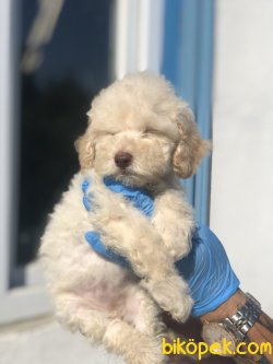 BEBEK SURAT TOY POODLE YAVRULARIMIZ 2