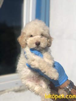 BEBEK SURAT TOY POODLE YAVRULARIMIZ 1