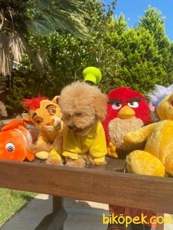 BEBEK SURAT TOY POODLE YAVRULARIMIZ 2