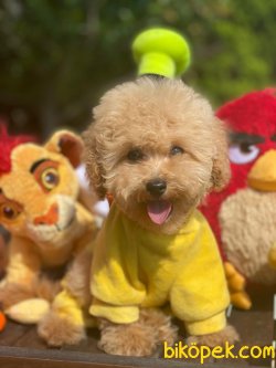 BEBEK SURAT TOY POODLE YAVRULARIMIZ 1
