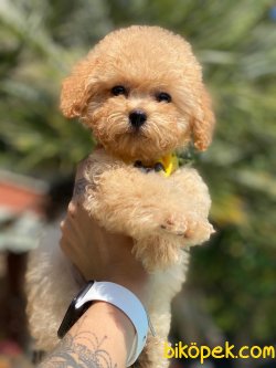 BEBEK SURAT TOY POODLE YAVRULARIMIZ 1