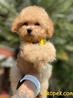 BEBEK SURAT TOY POODLE YAVRULARIMIZ 3