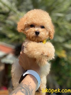 BEBEK SURAT TOY POODLE YAVRULARIMIZ 2