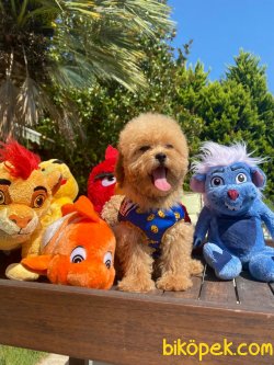 BEBEK SURAT TOY POODLE YAVRULARIMIZ 3