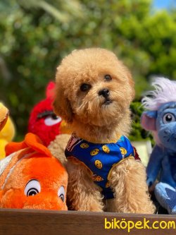 BEBEK SURAT TOY POODLE YAVRULARIMIZ 2