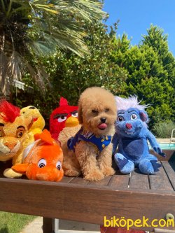 BEBEK SURAT TOY POODLE YAVRULARIMIZ 1