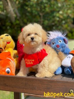 BEBEK SURAT TOY POODLE YAVRULARIMIZ 3