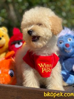 BEBEK SURAT TOY POODLE YAVRULARIMIZ 1
